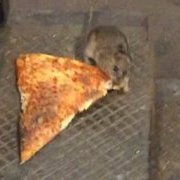 PizzaDAOIntern's profile picture. I work in the decentralized pizzeria @Pizza_DAO