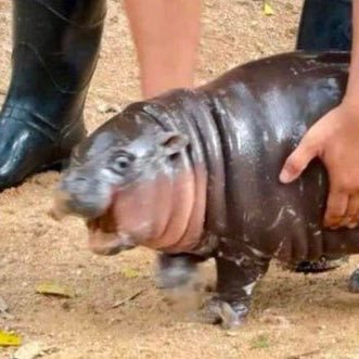 snazzysami's profile picture. overeducated.