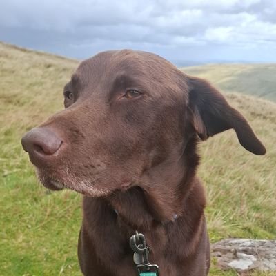 SecondInternat1's profile picture. Big girl in the red dress, she's just trying to impress us.