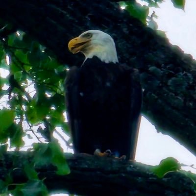 Eagleheart1776's profile picture. Make no peace with evil.