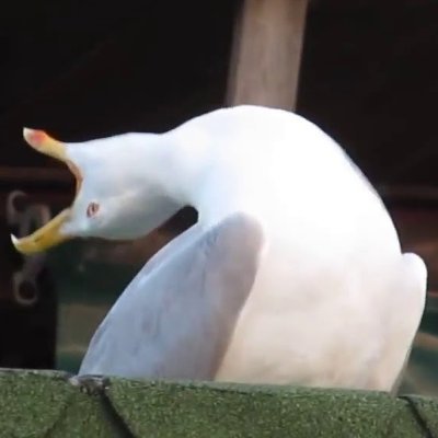 SeagullSkyFlyer's profile picture. I gull, therefore I am.