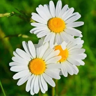 MargaritaH14991's profile picture. Margarita ... Es la simplicidad, belleza y abundancia. Significa valores de pureza, sinceridad, fidelidad. Es la flor de la infancia y del amor ❤️