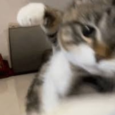 Bat0207's profile picture. punchy punchy