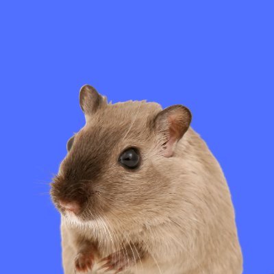 mouse_marc29266's profile picture. 
