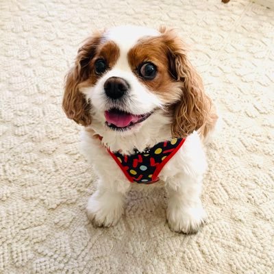 abigail_huston's profile picture. 