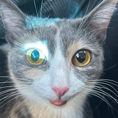 SmileySlimey's profile picture. This is what my original account was for, so now I shall really freak/schizo post