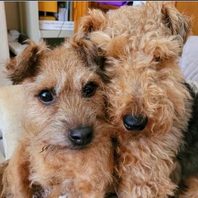 Billy Sunshine & little Flossie have taken over from the late great Percy Fezziwig. What could possibly go wrong? 😃🐾💕