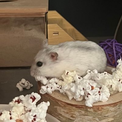 itsnataliaaaaaa's profile picture. 🇺🇸🇪🇺 | AuDHD | NYU Alumna 👩🏼‍🎓