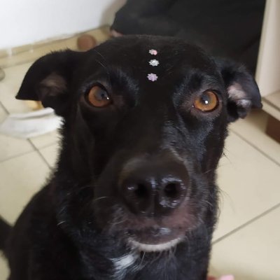 figur7Plus1's profile picture. Desenvolvedor de software e curtindo fazer um live coding 1000% na twitch!