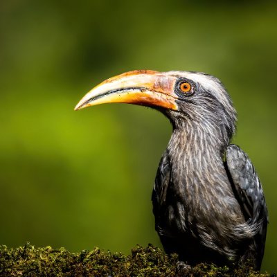 AnUnwiseOwl's profile picture. Consillience