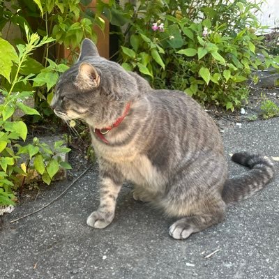 vladoulaine's profile picture. 
