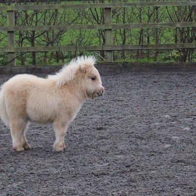 horsefan0815's profile picture. world’s goodest distinguished gentle (wo)man