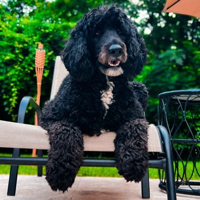 mac_fj21's profile picture. Tired human being