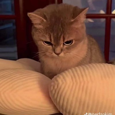 trashhbutcute's profile picture. Abuser of snacks and feelings, apparently. 🤷🏻
