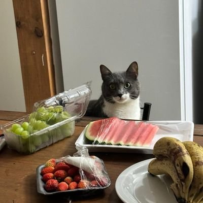 gataengatada's profile picture. perdida & quebrada