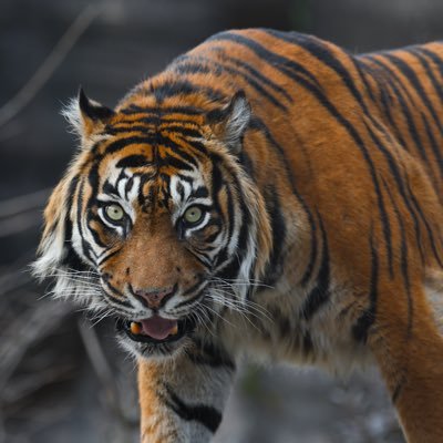CHURAXTU7_TORA8's profile picture. 🌴🐯ZOO活を始めたきっかけはスマトラトラのバユ🌿🌴🐅動物園や水族館で写真を撮って投稿しています♪🌿 📷SONY α | iPhone ☀️🌴SumatranTiger Love！🐯🐅