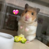 ちくわの飼い主🐹🌷 (@ciitan1001) 's Twitter Profile Photo