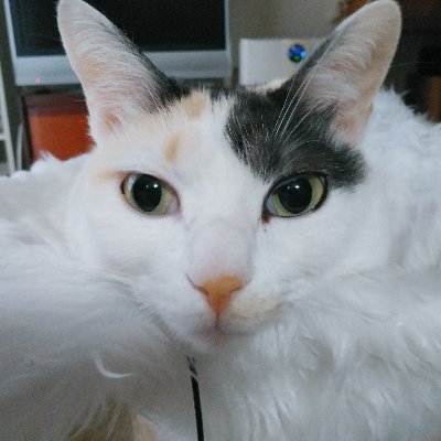 aintnomagics_u's profile picture. B'z、アニメ(プリキュアなど)が好きなメガネオタクです。よしなに