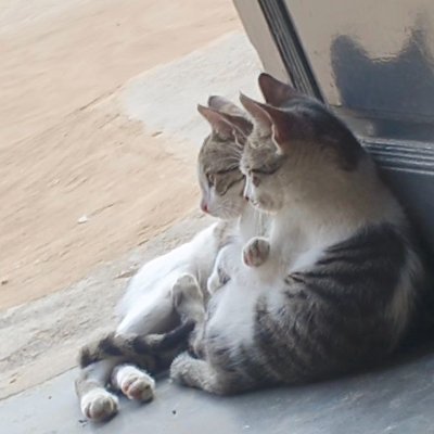 thansjs4's profile picture. @daylightenergy_ early riser bao bao 🐼