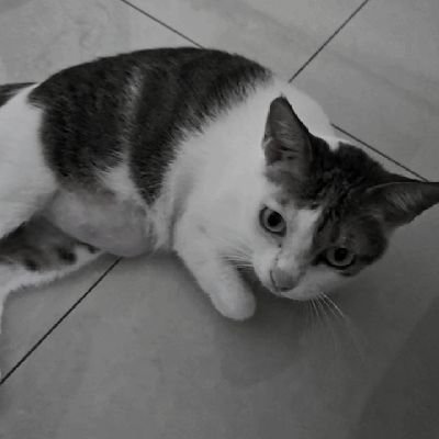 jackd186's profile picture. l love my country