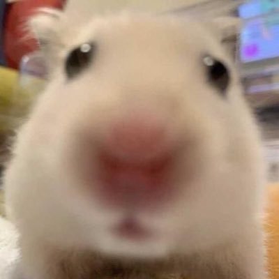 Fan Account | 올라운더 구독계 | 2n