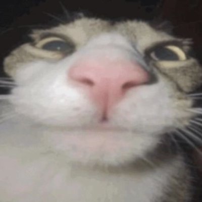 rayyanahmad__'s profile picture. auf Jeztz🦅❤️