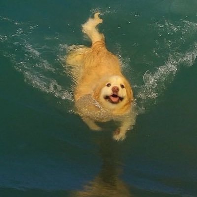 mellamocyndi's profile picture. Dude, you're awesome