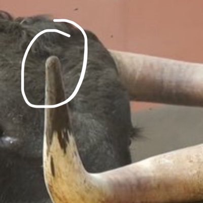 Para aficionados de verdad🇪🇸 , no de postureo , desmontando golfos(toreros, empresarios ) túnelas, julais , veedores y más farsantes del mundo del 🐂