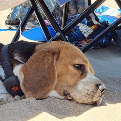 @JeremyTheBeag1e