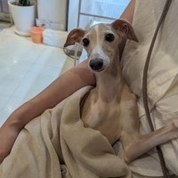 輸血ドナー犬を探しています💦 (@kudo0717) 's Twitter Profile