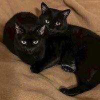 サンドイッチ屋の黒猫まる＆ゆき🥪🐈‍⬛ (@tiku_nagano0311) / X