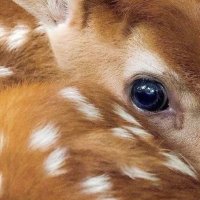 mia (@fawnnotes) 's Twitter Profile