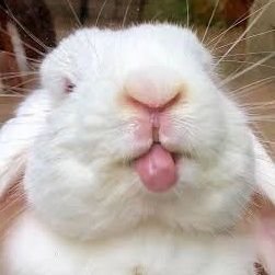 m1chusu's profile picture. Proving I can hop without revealing where I dig | Encrypted rabbit in a transparent world