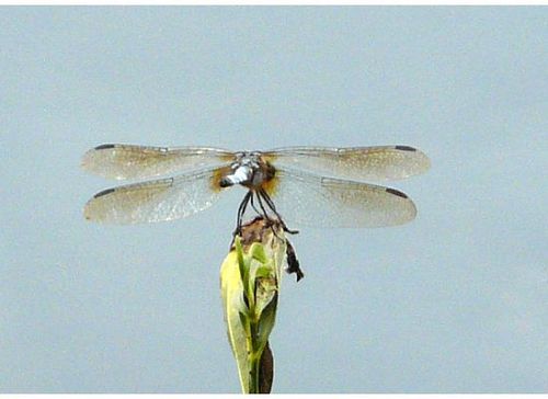 Sahmqui's profile picture. 