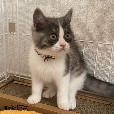 FksmJ's profile picture. 山と猫🏔️ / 日本酒と料理。立ち耳ｽｺﾃｨｯｼｭﾌｫｰﾙﾄﾞ「すのこ」2025.5.10.爆誕 🎂♂