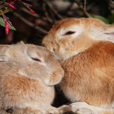 BuruberiiTikuwa's profile picture. MyDresscode🩵  好奇心旺盛で色んなところやったり行ったり食べてたりします🏃‍♂️🍚 なので行った場所とご飯のポスト多め💡好きな四字熟語は暴飲暴食🍚🥤