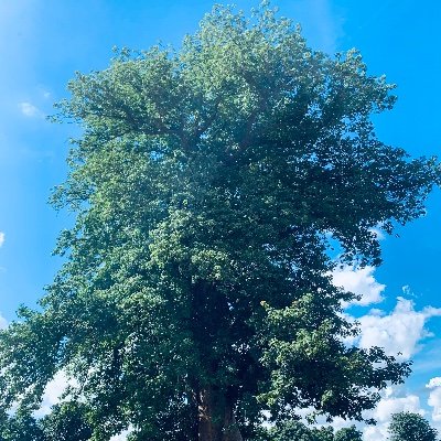 csekousirama's profile picture. All for a  better world