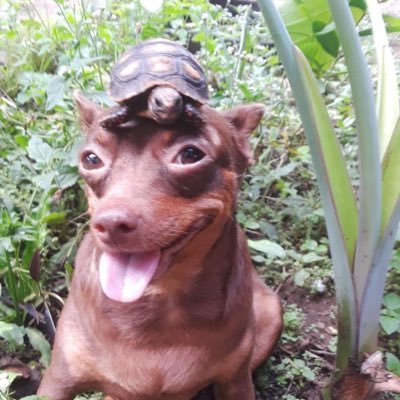 meninofumador's profile picture. diário de um sequelado