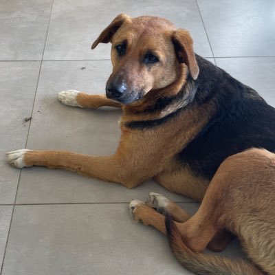 twss123454321's profile picture. 外国語初心者/南米コロンビア在住/英語/スペイン語/ポルトガル語/フランス語/積み重ね記録用/ジョギング (2025.9.14〜)超初心者/トレーニング/ダイエット/ITエンジニア