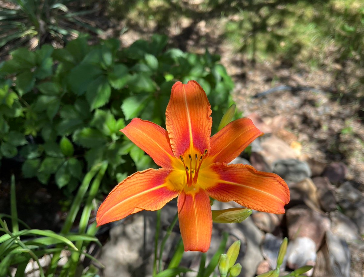 IngridGalld7gj's profile picture. Christian, Wife, American, Mom enjoying life on the West Slope