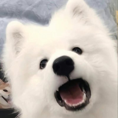 ♡ ไม่ชอบพิซซ่าหน้าฮาวายเอี้ยน แต่ชอบหน้าฮาริด —— ( @harit_keng )🐶🦆 ૮꒰ ˶• ༝ •˶꒱ა ୨ৎ knp tle1st tmk znn .ᐟ