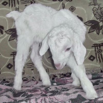 sleepin_sheep3's profile picture. 