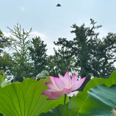 hibiondoku's profile picture. I’m learning English step by step.🇯🇵 Call me “日々—Hibi,” it means “day by day,” like walking through life. Enjoying every step. No DM.