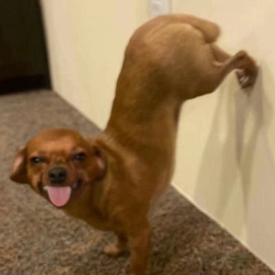 Pallazoo8's profile picture. 