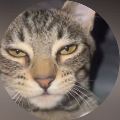 rron4real's profile picture. Just here for Memes, News, Tech, and Politics.