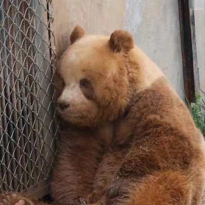 TheBuffbearBeam's profile picture. 1997's. Say Hi to someone who is worst it.