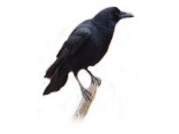人と海と音楽をこよなく愛する、大正時代で表現すると初老です。趣味でThe Black Crowesのトリビュートバンドブロッコリーズってバンドでベースやってます。
