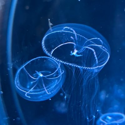 523Sheep's profile picture. 18↑/見る専ROM