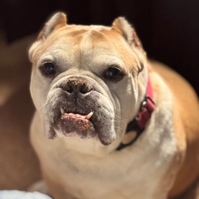 Love my husband, my son, our 3 English bulldogs, my family, and friends. Registered Nurse who has seen it ALL. Blessed to be an American. #voteblue2024