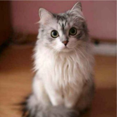 slimcat0101's profile picture. Technical lead and engineer of PaddleOCR, with a long-term focus on the practical implementation of AI.